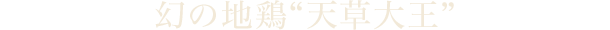 幻の地鶏“天草大王